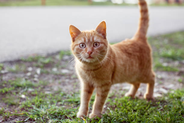 istock A red cat stands on the road and looks into the frame. 1219328970