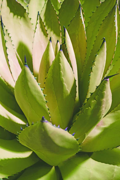istock yellow succulent plant 1219330067