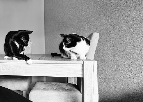 Black and white home cats, animals adopted