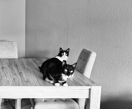 Black and white home cats, animals adopted