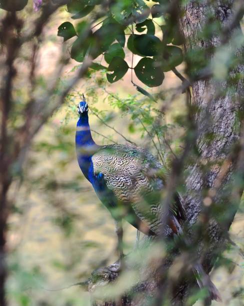 istock Wild Peacock in the forest 1219331913