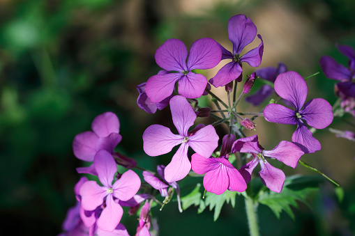 Varieties of petunia, surfinia flowers in the pot