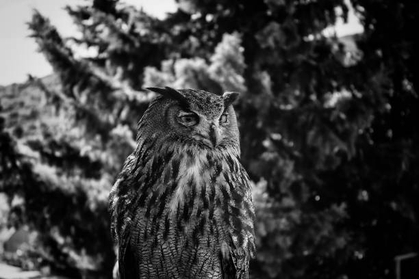 istock Owl in falconry 1219332224