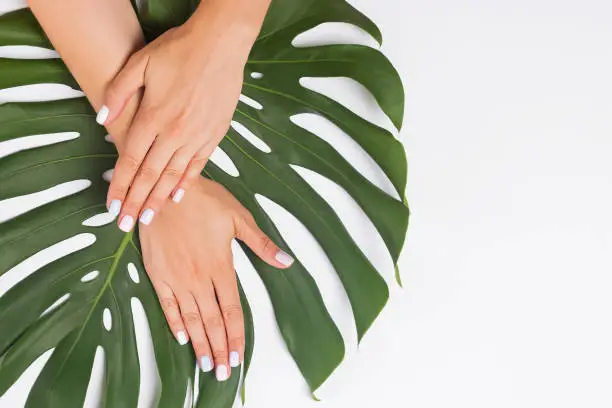 Woman's hands with beautiful manicure with pastel color nailpolish lying on monstera leaves, top view
