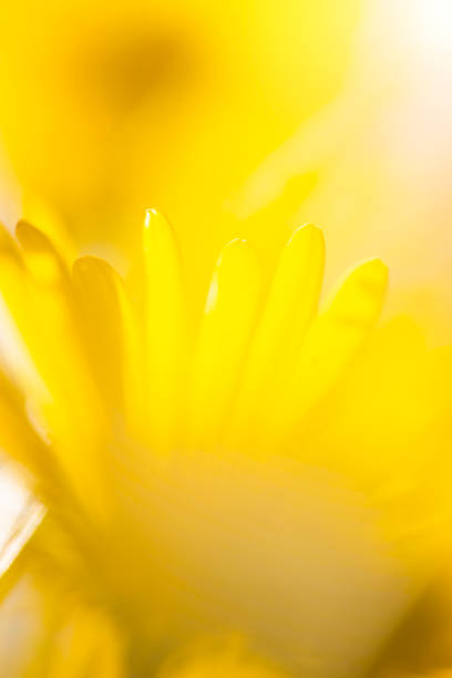 Yellow flower background from marguerites