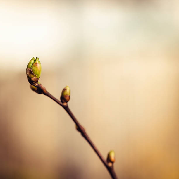 fresh branch of new plant stem isolated