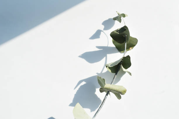 istock Green dry eucalyptus leaves. Branch and shadows on a light background. flat lay, top view for poster, banner 1219337638