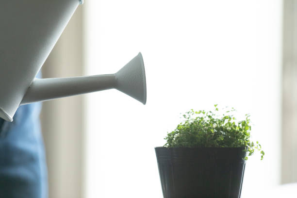 Watering the plants in the room