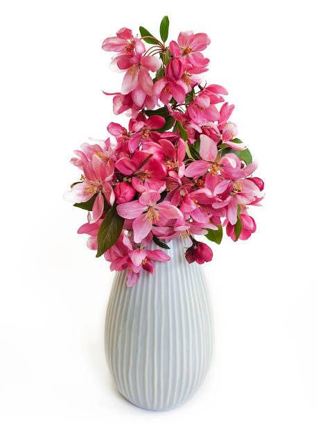 istock vase with magnolia flowers isolated on white background 1219338666