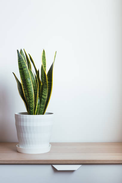 Indoor decorative plant. Sansevieria or snake plant.