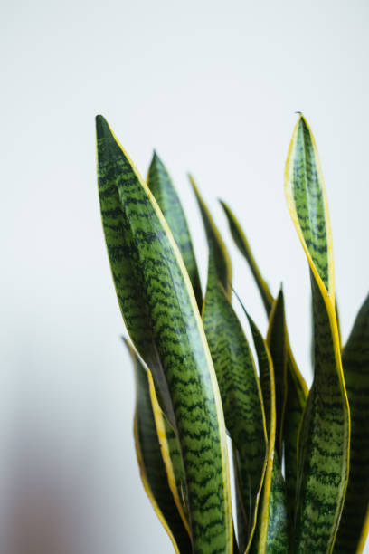 istock Indoor decorative plant. Sansevieria or snake plant. 1219340973