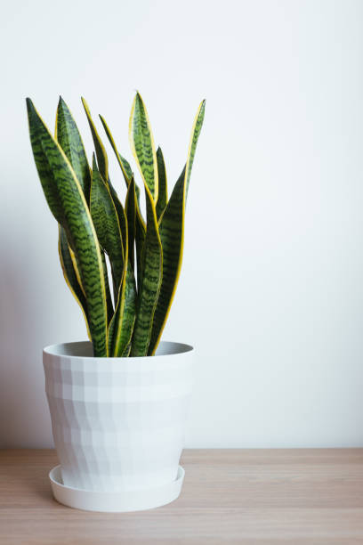 istock Indoor decorative plant. Sansevieria or snake plant. 1219340976