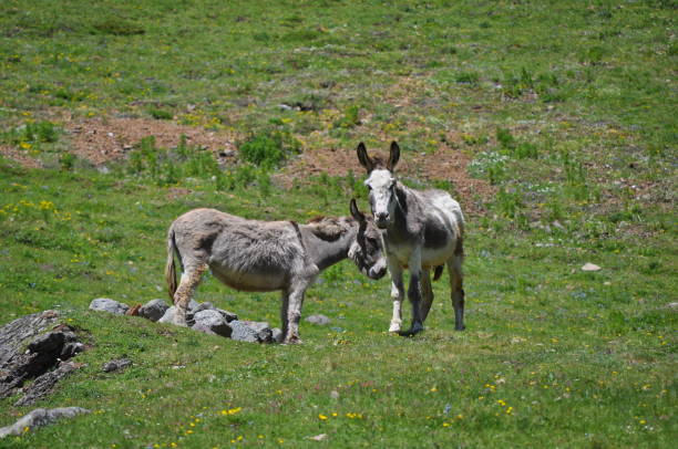 istock Animals grazing in the high mountains 1219340996