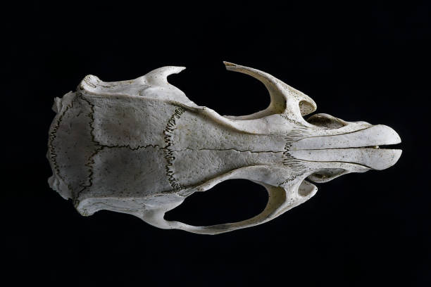 istock Rodent skull showing large front teeth and skull structure 1219341201