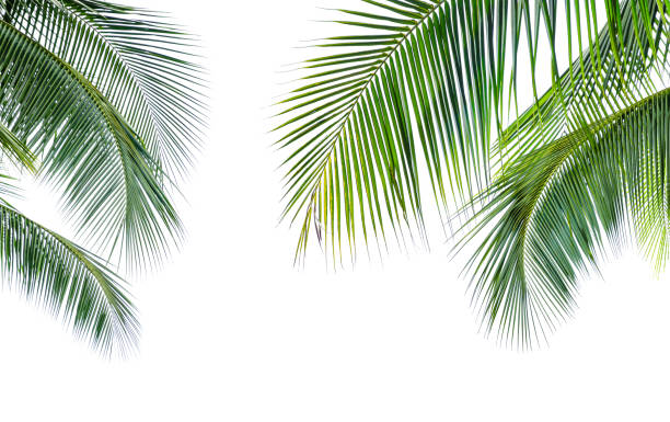 istock Coconut palm leaf isolated on white background 1219341607