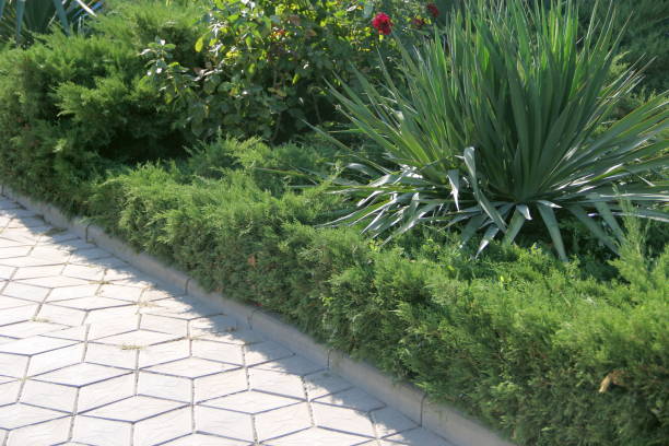 istock Green plants grow along the sidewalk 1219341762