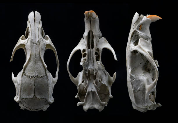 istock Rodent skull showing large front teeth and skull structure 1219342535