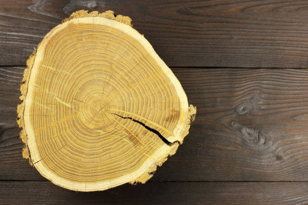 istock slice of wood timber natural background, texture 1219343009