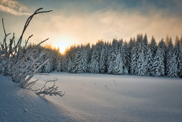 istock Sunrise at the winter forest 1219345437