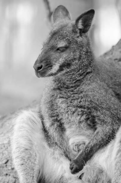istock Kangoroo sitting on his buttock - monochrome 1219346271