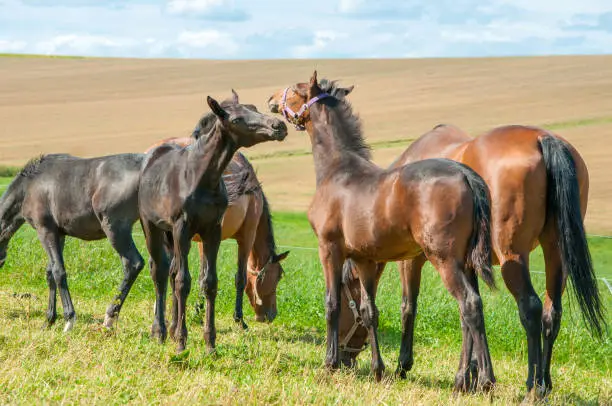 Warmblood horses - foals play together in the pasture