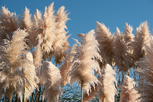 Toi Toi or Pampas Grass against a sunny blue sky in Northland, New Zealand