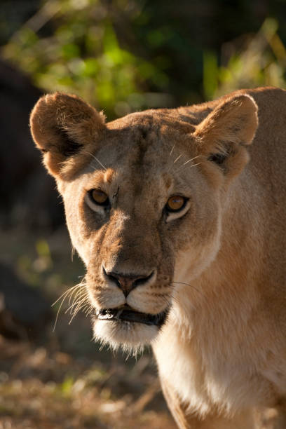 istock Head of a lioness in close-up 1219347941