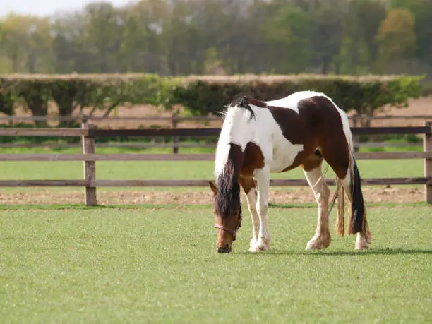 A piebald horse grazes alone in a summer paddock.
