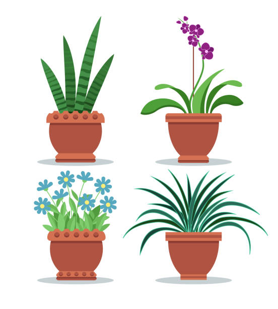 Sansevieria Room Plant Set Vector Illustration Sansevieria room plant orchid and chlorophytum comosum, collection of room plants in pot, flowers set vector illustration isolated on white background chlorophytum comosum stock illustrations