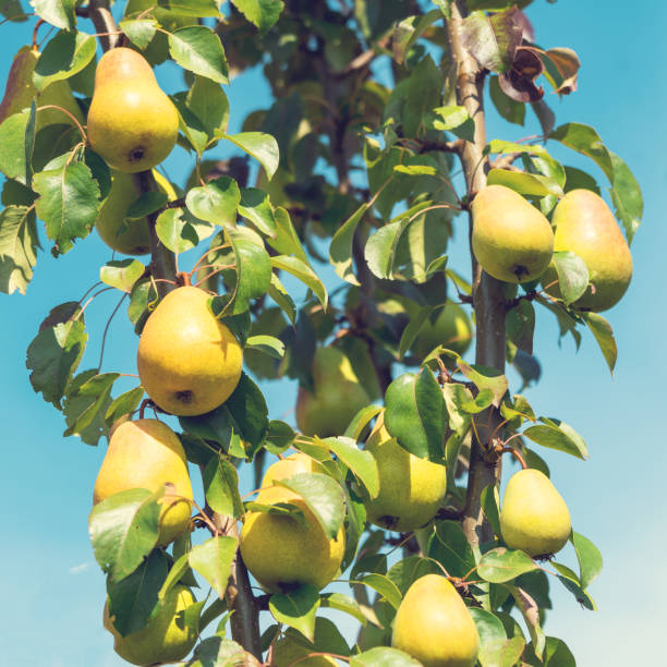 istock Close up Ripe pears Fruits Growing On The Tree, soft focus, summer time. 1219351776