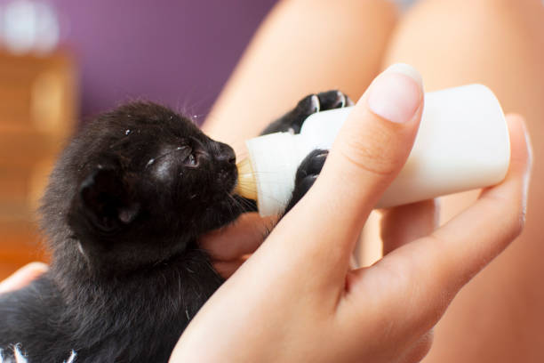 istock Feeding little cat with milk replacer 1219352008