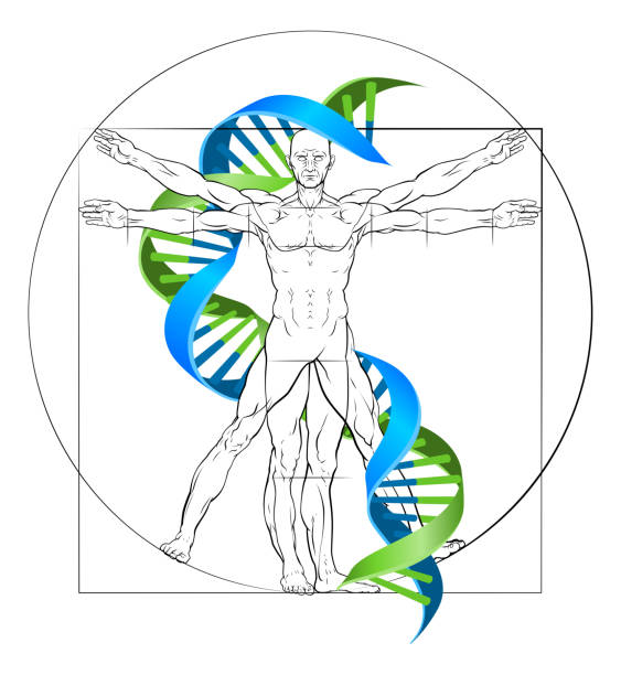 ilustrações de stock, clip art, desenhos animados e ícones de vitruvian man dna - dna helix helix model symmetry