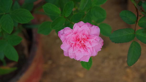 istock INDIAN KERALA DIFFERENT TYPES OF BEAUTIFUL ROSES 1219352282