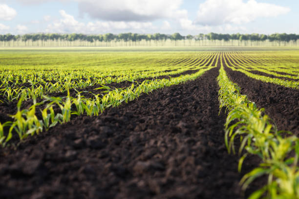 antecedentes para o projeto da indústria agrícola - acreage - fotografias e filmes do acervo