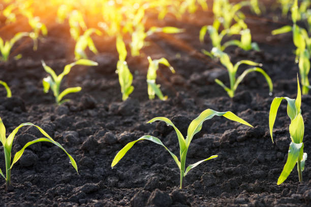 istock Stalks of young corn on the field close-up 1219353503