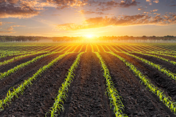 nascer do sol sobre um campo de milho - fundo - corn corn crop agriculture farm - fotografias e filmes do acervo