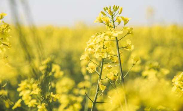 istock Rapeseed flower in blossom 1219355387