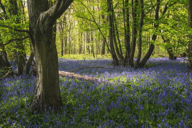 istock Bluebells Forest Woodland Scene 1219355506