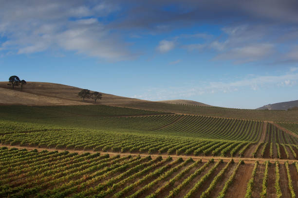 Sunlit Vineyard Landscape over rolling hills beauty