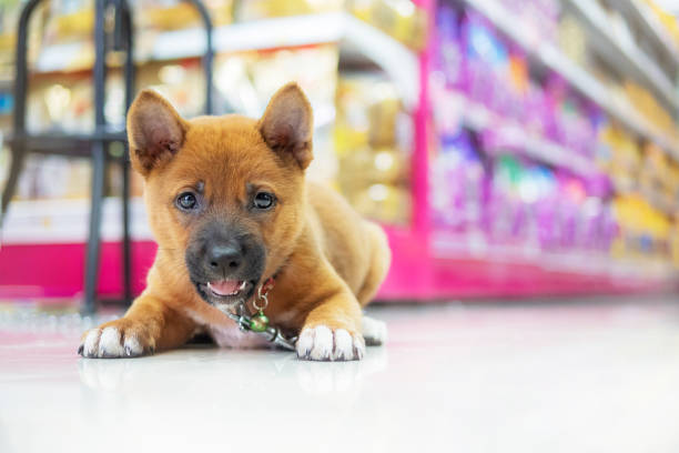Security dog In a pet food store