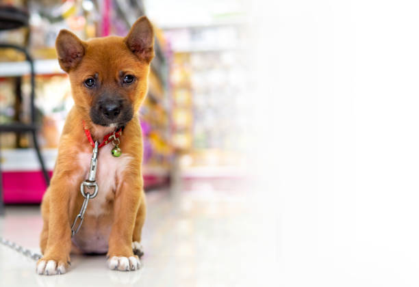 istock Security dog In a pet food store 1219355665