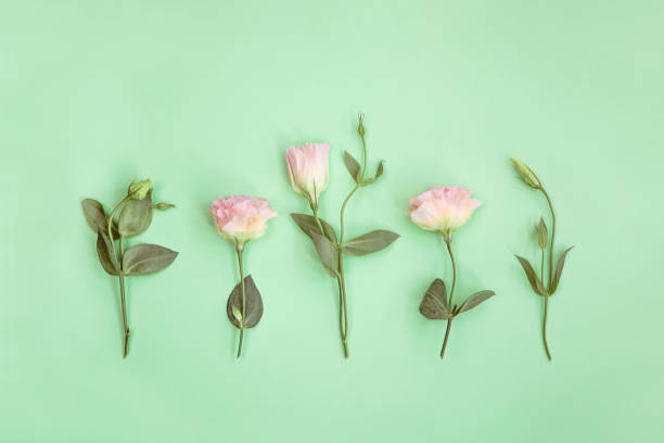 istock Pink eustoma flowers and buds on mint background 1219356603