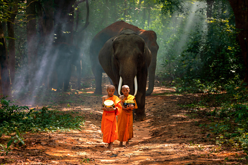 Monks or novices and elephants walking alms round. Novice Thai standing and big elephant with forest background. , Tha Tum District, Surin, Thailand.