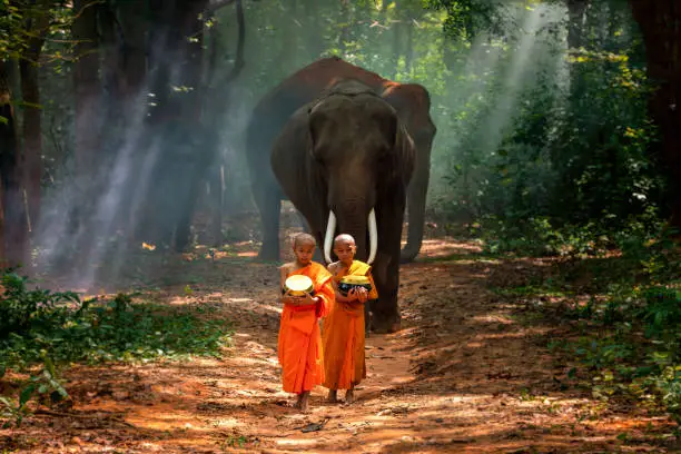 Photo of Monks or novices and elephants walking alms round. Novice Thai standing and big elephant with forest background. , Tha Tum District, Surin, Thailand.