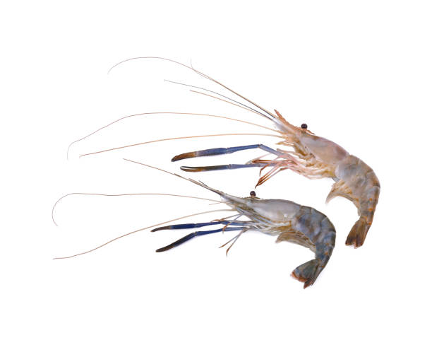 istock Giant freshwater prawn, Fresh shrimp isolate on white background 1219356867