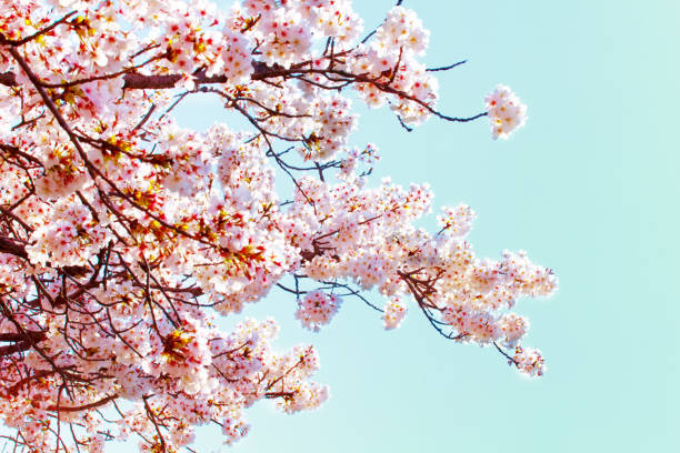 istock Beautiful cherry blossom sakura in spring time over blue sky.Cherry blossom in full bloom. 1219357108