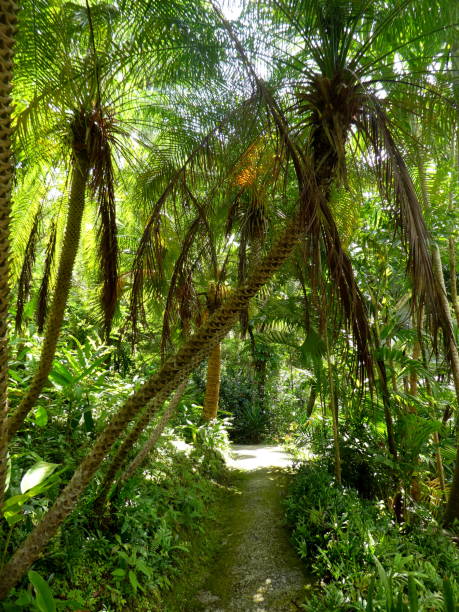 istock Beautiful jungle scene, Barbados 1219357453