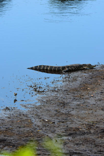 istock Sunning alligator on lake edge with Sandpiper wading in foreground 1219357729