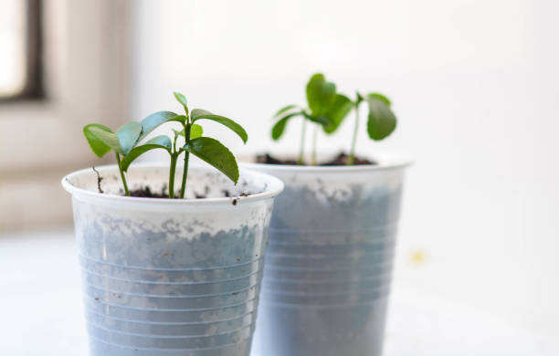 istock Baby plants in plastic pots 1219358371