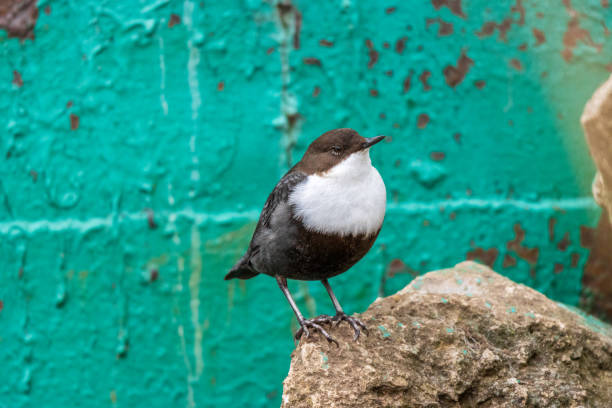 Dipper (Cinclus cinclus) Dipper (Cinclus cinclus). Russia, the Moscow region cinclidae stock pictures, royalty-free photos & images